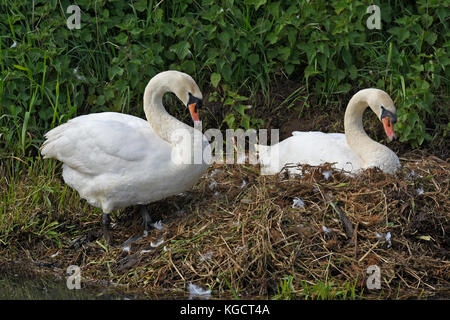 Schwan auf Nest auf dem gaywood River, King's Lynn. Stockfoto