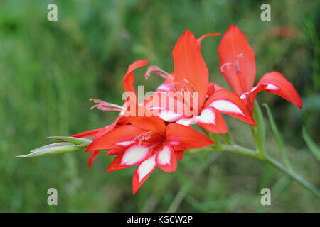 Wasserfall Gladiolen (Gladiolus cardinalis), in voller Blüte in einem schattigen Grenze von einem Englischen Garten im Sommer (Juli), UK Stockfoto