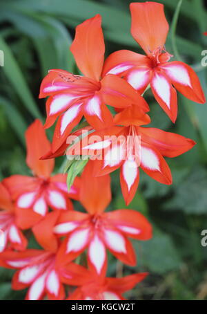 Wasserfall Gladiolen (Gladiolus cardinalis), in voller Blüte in einem schattigen Grenze von einem Englischen Garten im Sommer (Juli), UK Stockfoto