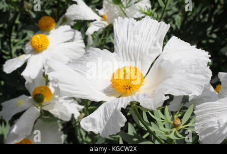 Kalifornische baum Mohn (Romneya coulteri), Blüte in einem Garten Grenze im Juli, Großbritannien Stockfoto