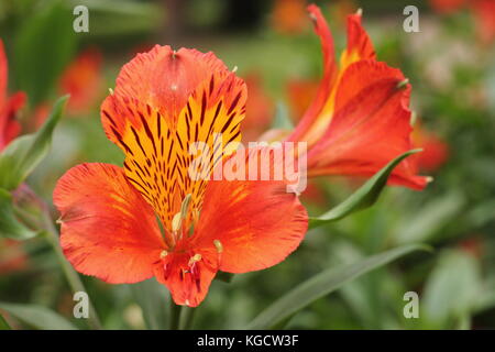 Peruanische Lily (Alstroemeria aurea) im Sommergarten Grenze im Sommer (Juli), UK Stockfoto