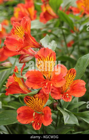 Peruanische Lily (Alstroemeria aurea) im Sommergarten Grenze im Sommer (Juli), UK Stockfoto