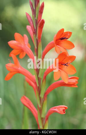 Watsonia pillansii, oder Bugle Lilie, in voller Blüte in einem Englischen Garten im Sommer (Juli), UK Stockfoto