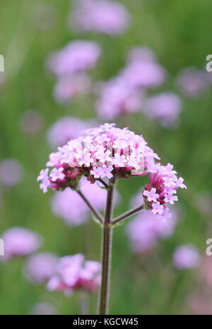 Verbena bonariensis (argentinisches Eisenkraut) Blüte in einem Englischen Garten Grenze im Sommer (Juli), UK Stockfoto