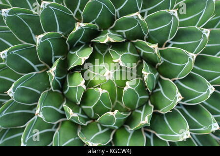 Queen Victoria Agave (Agave Victoria reginae), eine dürreresistente sukkulente Pflanze Stockfoto