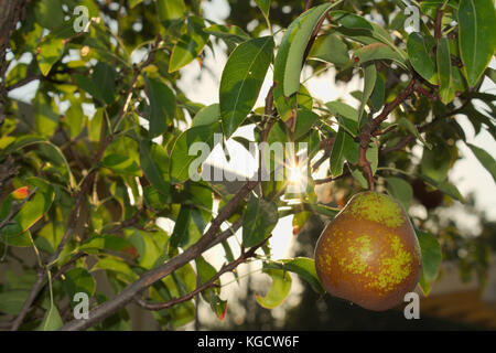 Pear Reifung in der Sonne Stockfoto