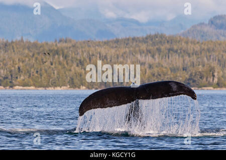 Buckelwale (Megaptera novaengliae) Fluke vor der British Columbia Coastal Mountains im Queen Charlotte Strait aus Vancouver Island, britis Stockfoto