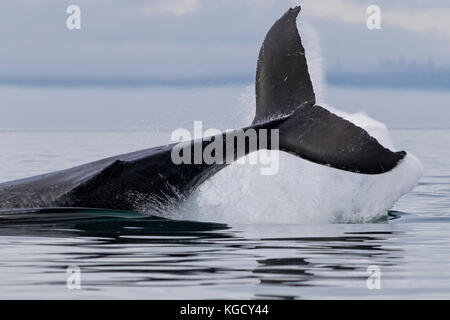 Buckelwal Spritzen mit seiner Fluke, einem leistungsstarken Display, Vancouver Island, British Columbia, Kanada. Stockfoto