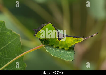 Großer Gabelschwanz, Raupe frisst an Zitterpappel, Pappel, Cerura vinula, Dicranura vinula, Kumpel Motte, Raupe, La Queue fourchue, Vinule, Grande Stockfoto