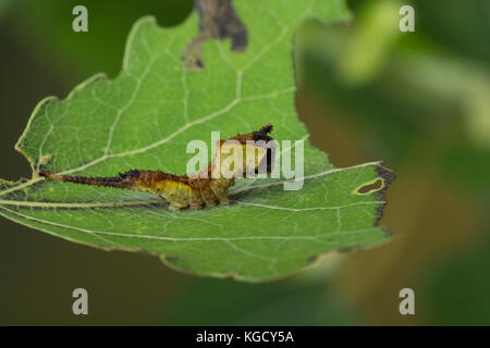 Großer Gabelschwanz, Raupe frisst an Zitterpappel, Pappel, Cerura vinula, Dicranura vinula, Kumpel Motte, Raupe, La Queue fourchue, Vinule, Grande Stockfoto