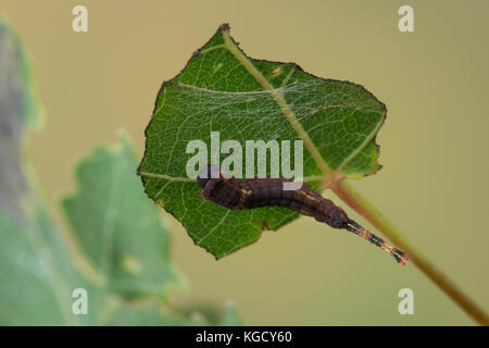 Großer Gabelschwanz, Raupe frisst an Zitterpappel, Pappel, Cerura vinula, Dicranura vinula, Kumpel Motte, Raupe, La Queue fourchue, Vinule, Grande Stockfoto