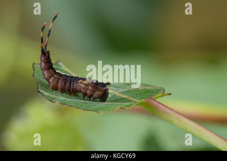 Großer Gabelschwanz, Raupe frisst an Zitterpappel, Pappel, Cerura vinula, Dicranura vinula, Kumpel Motte, Raupe, La Queue fourchue, Vinule, Grande Stockfoto