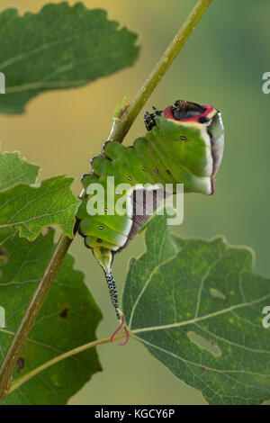 Großer Gabelschwanz, Raupe frisst an Zitterpappel, Pappel, Cerura vinula, Dicranura vinula, Kumpel Motte, Raupe, La Queue fourchue, Vinule, Grande Stockfoto