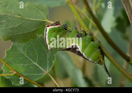 Großer Gabelschwanz, Raupe frisst an Zitterpappel, Pappel, Cerura vinula, Dicranura vinula, Kumpel Motte, Raupe, La Queue fourchue, Vinule, Grande Stockfoto