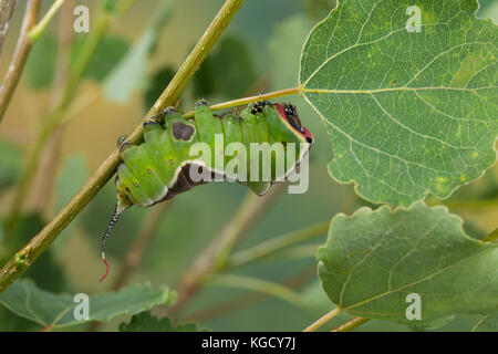 Großer Gabelschwanz, Raupe frisst an Zitterpappel, Pappel, Cerura vinula, Dicranura vinula, Kumpel Motte, Raupe, La Queue fourchue, Vinule, Grande Stockfoto