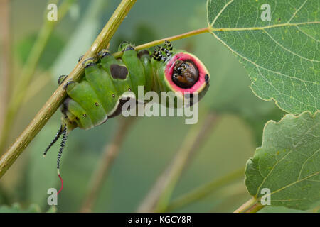 Großer Gabelschwanz, Raupe frisst an Zitterpappel, Pappel, Cerura vinula, Dicranura vinula, Kumpel Motte, Raupe, La Queue fourchue, Vinule, Grande Stockfoto