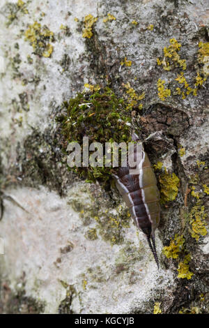 Großer Gabelschwanz, Raupe beim Bau des Kokon, Puppenkokon, Puppe, Cerura vinula, Dicranura vinula, Pussfalter, Raupe, Pupa, Cocoon, La Queue fou Stockfoto