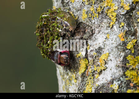 Großer Gabelschwanz, Raupe beim Bau des Kokon, Puppenkokon, Puppe, Cerura vinula, Dicranura vinula, Pussfalter, Raupe, Pupa, Cocoon, La Queue fou Stockfoto