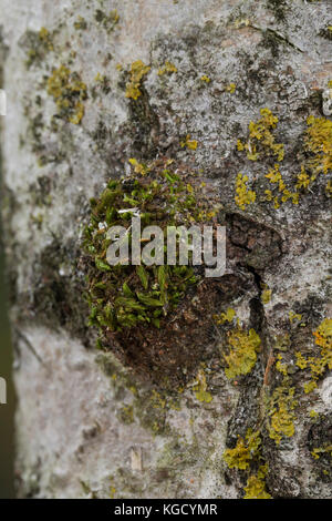 Großer Gabelschwanz, Kokon, Puppenkokon, Puppe, Cerura vinula, Dicranura vinula, Puppenmotte, Pupa, Cocoon, La Queue fourchue, Vinule, Grande harpie, Za Stockfoto