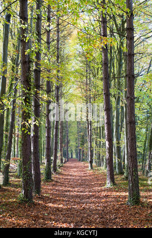 Fagus sylvatica. Allee der Herbst von Kiefer und Buche Bäume entlang dem Höhenweg, Ashbury, Oxfordshire, England. Stockfoto