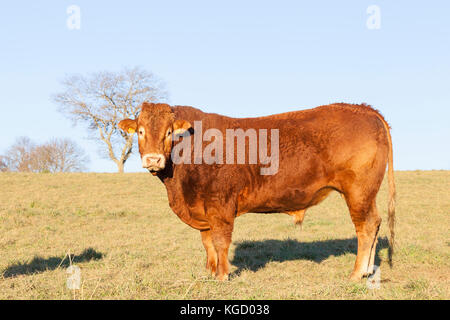 Limousin Rindfleisch Stier bei Sonnenuntergang stehen seitlich an der Kamera im Winter auf der Weide. Diese Französische Rasse ist für die Fleischproduktion gezüchtet. Golden Hour i Stockfoto