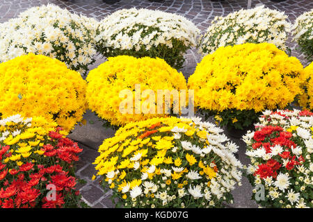 Töpfe mit bunten gelben, roten und weißen Herbstchrysanthemen, Asteraceae, auf einem Straßenmarkt Stockfoto