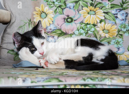 Schwarze und weiße Katze liegend auf einem Stuhl mit Blumen gemusterte Abdeckung Stockfoto