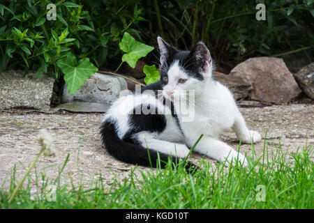 Schwarze und weiße Katze im Garten spielen - etwas beobachten Stockfoto