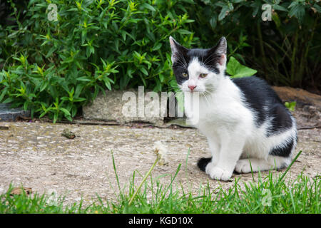 Schwarze und weiße Katze im Garten Stockfoto