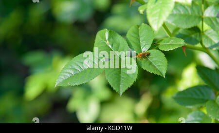 Braun bug sitzt auf einer rose Branch Stockfoto