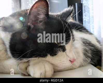 Nahaufnahme von schwarzen und weißen Katze fallen schlafend auf der Fensterbank Stockfoto