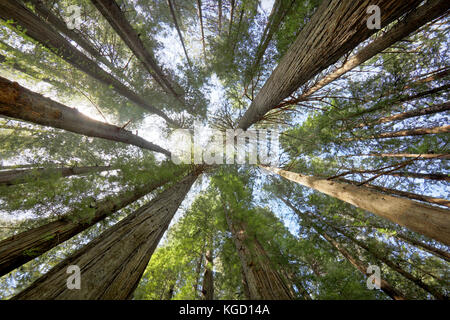Redwood Riesen. Sehr hohen Bäume fotografiert an der Straße der Riesen in Nordkalifornien. Dieses Bild in hoher Auflösung 50 mp Fotografiert mit Canon 5Ds Stockfoto