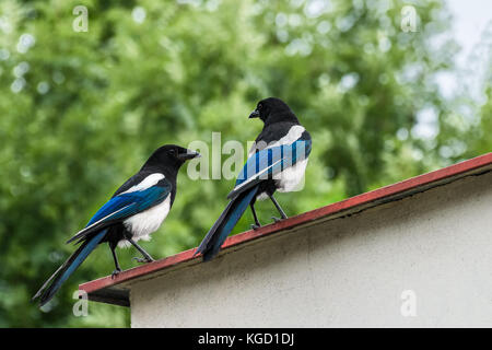 Zwei Verschwörer auf dem Dach. eurasian Magpie. Pica Pica. romantische Treffen der ein wunderschöner Vogel Paar. gemeinsamen Magpie. Stockfoto