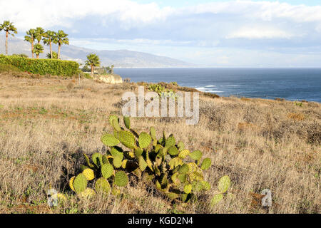 Point Dume Naturschutzgebiet, Malibu Kalifornien Stockfoto