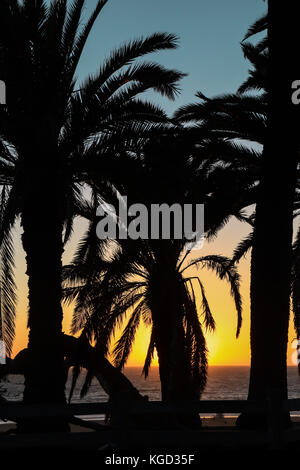 Silhouette von Palmen bei Sonnenuntergang am Strand von Santa Monica, Kalifornien Stockfoto