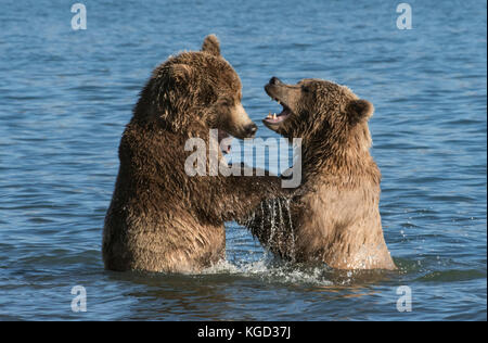 Braune Bären spielen der Brandbekämpfung, naknek Lake, Katmai National Park, Alaska Stockfoto