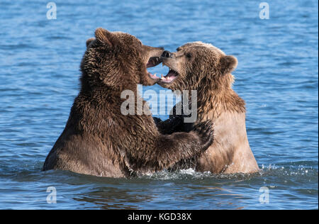 Braune Bären spielen der Brandbekämpfung, naknek Lake, Katmai National Park, Alaska Stockfoto