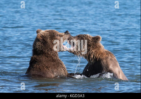 Braune Bären spielen der Brandbekämpfung, naknek Lake, Katmai National Park, Alaska Stockfoto