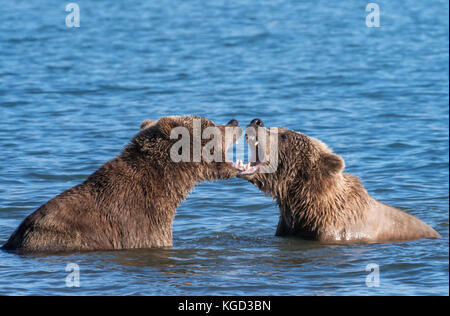 Braune Bären spielen der Brandbekämpfung, naknek Lake, Katmai National Park, Alaska Stockfoto