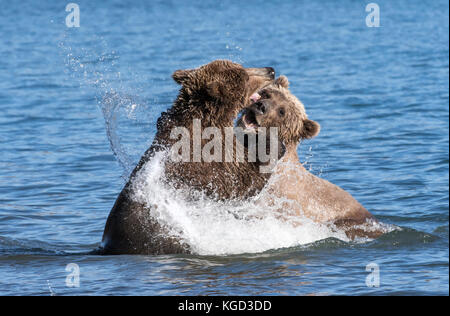 Braune Bären spielen der Brandbekämpfung, naknek Lake, Katmai National Park, Alaska Stockfoto