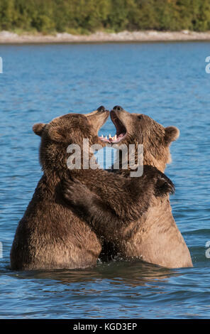 Braune Bären spielen der Brandbekämpfung, naknek Lake, Katmai National Park, Alaska Stockfoto