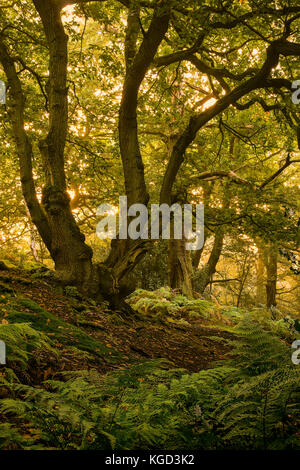 Eine große Eiche in swithland Woods, der Teil der alten Charnwood Forest. Stockfoto