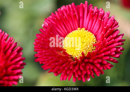 Makro Bild von frischen roten Daisy mit gelben Center Stockfoto