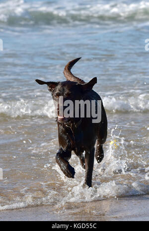 Ein schwarzer Labrador Hund laufen und spielen im Meer planschen in den wellen am Meer Spaß. gesunde Hunde. Stockfoto