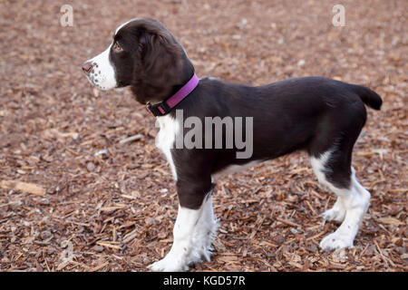 Springer Spaniel Welpen beobachten andere Hunde spielen an einem Hund Park Stockfoto
