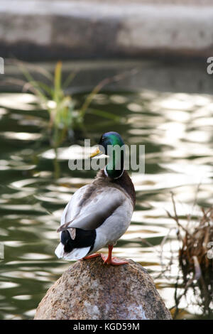 Wild Duck auf einem Stein im Teich an einem lokalen Park Stockfoto