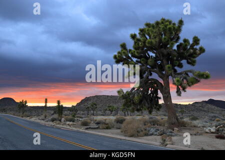 Stürmisches Wetter im Joshua Tree National Park Stockfoto