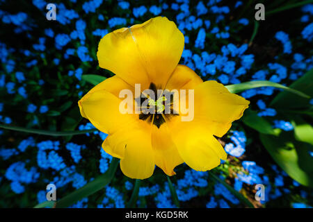 Eine gelbe Tulpe Blüte ist in A patch of blue Forget-Me-Nots in einem Cottage Garden in Deutschland hervorgehoben. Stockfoto