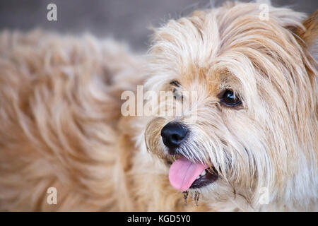 Eine nette schauende Mixed breed Dog zäh Stockfoto