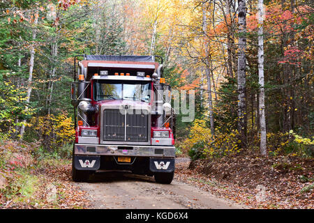 Western Star Dump Truck schleppen ein log Skidder auf einer Protokollierung Straße durch die Adirondack Wald im Herbst. Stockfoto